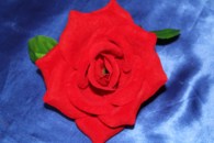 Красная бархатная роза на присоске арт. 128-027