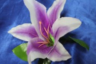 Лилия бело-фиолетовая на присоске арт. 128-028