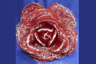 Цветок Красный с белым (250 мм) арт. 138-158