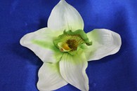 Орхидея белая (головка) Мин. заказ от 10шт! арт. 137-025