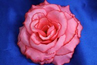 Роза розовая (головка) Мин. заказ от 10шт! арт. 137-055