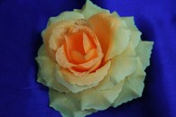 Роза желто-оранжевая (головка) Мин. заказ от 10шт! арт. 137-056
