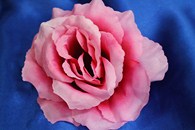 Роза светло-розовая (головка) Мин. заказ от 10шт! арт. 137-062